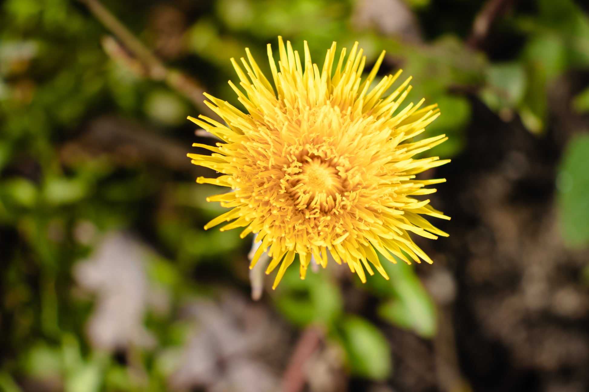 Dandelion Green