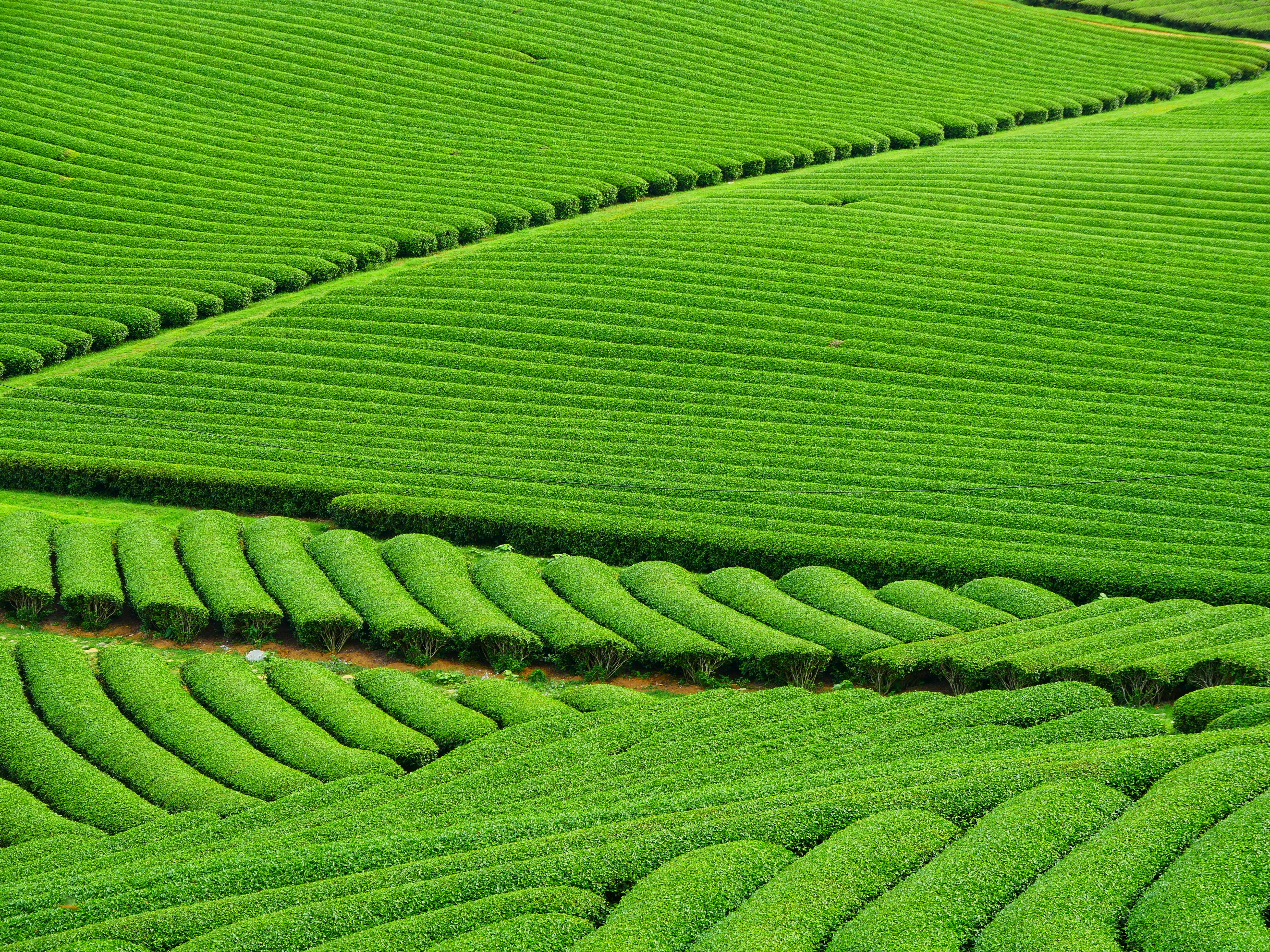 Yellow Tea – Tea Cell