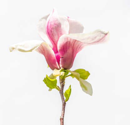 Magnolia