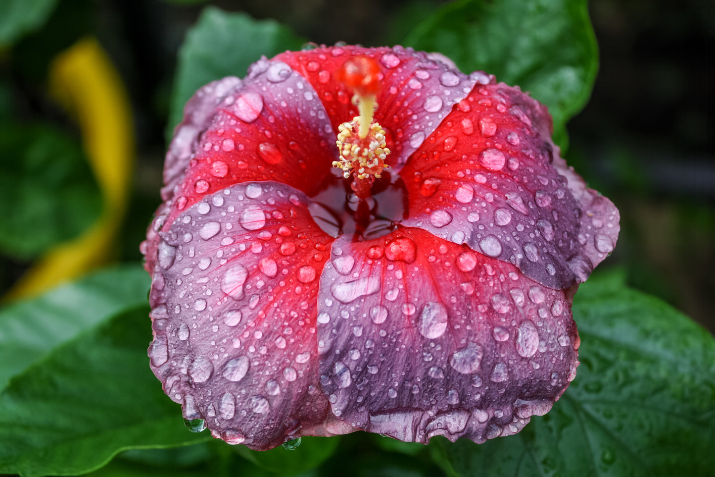 Hibiscus I